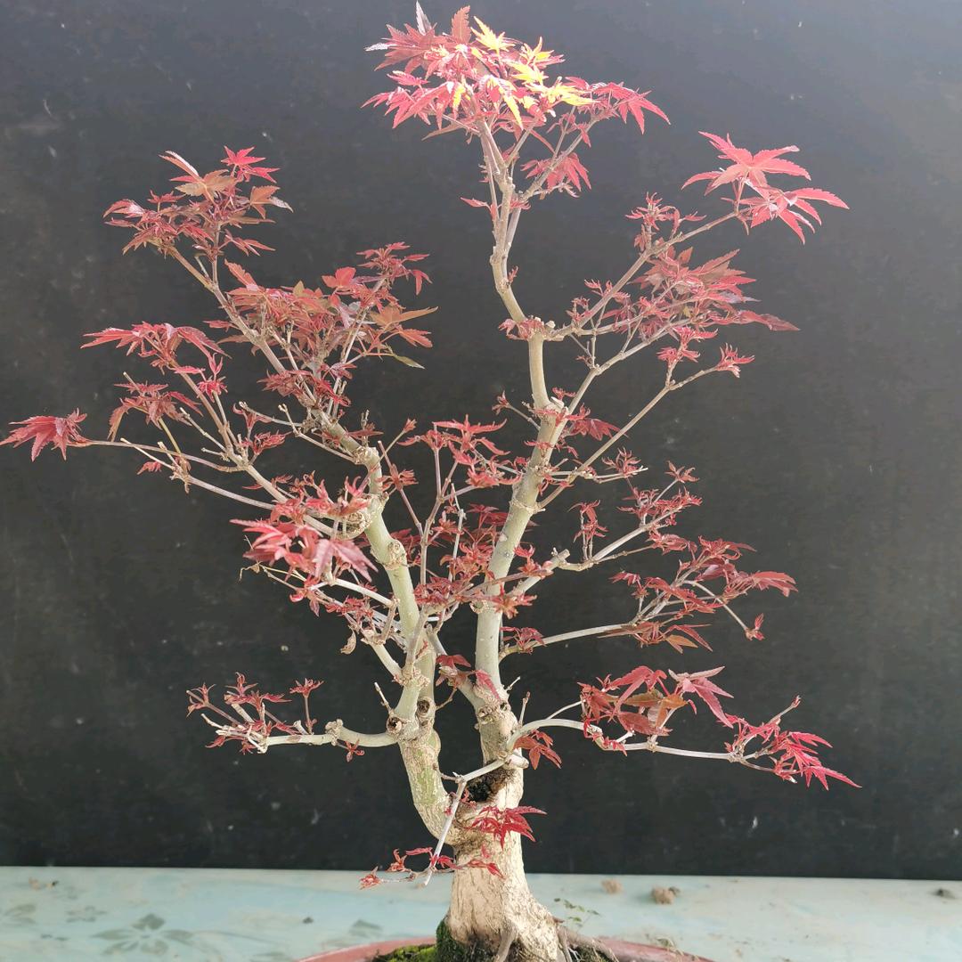 正玥花卉园艺