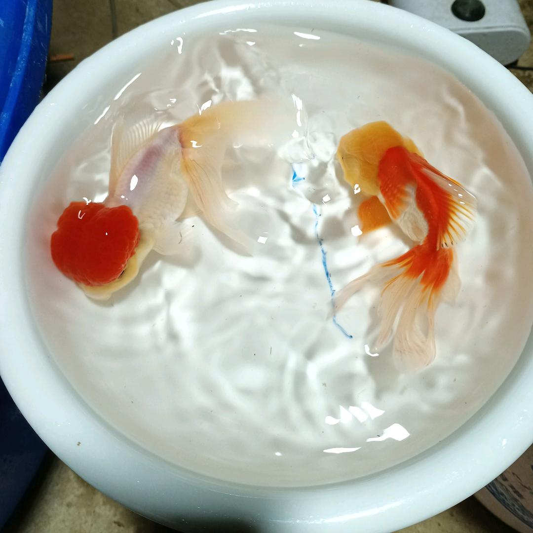 兴游渔场直销