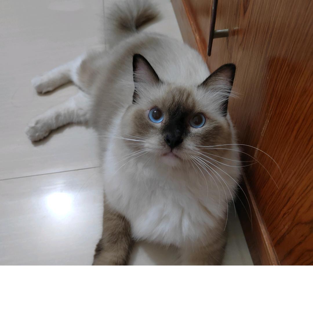 (＾＿＾)☆黄杨