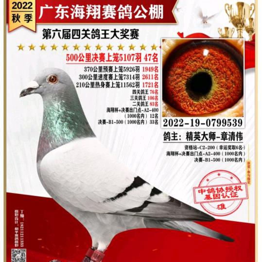 精英大师