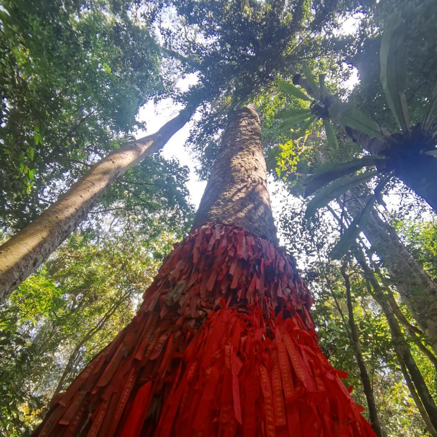 贡茶典约（易武源头纯料）