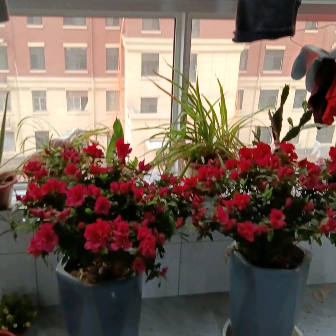 鄢陵老吕砸墙上料铲顶