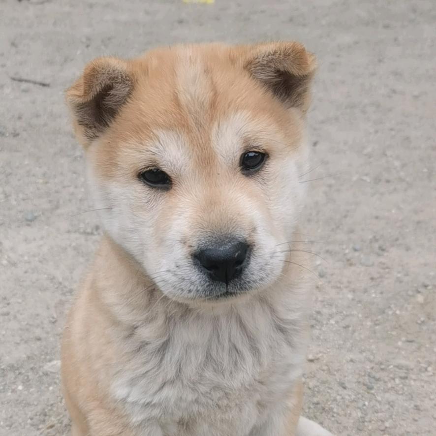 田园犬爱好者