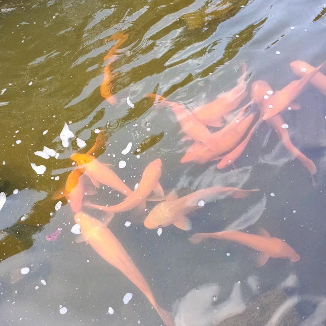 依陌