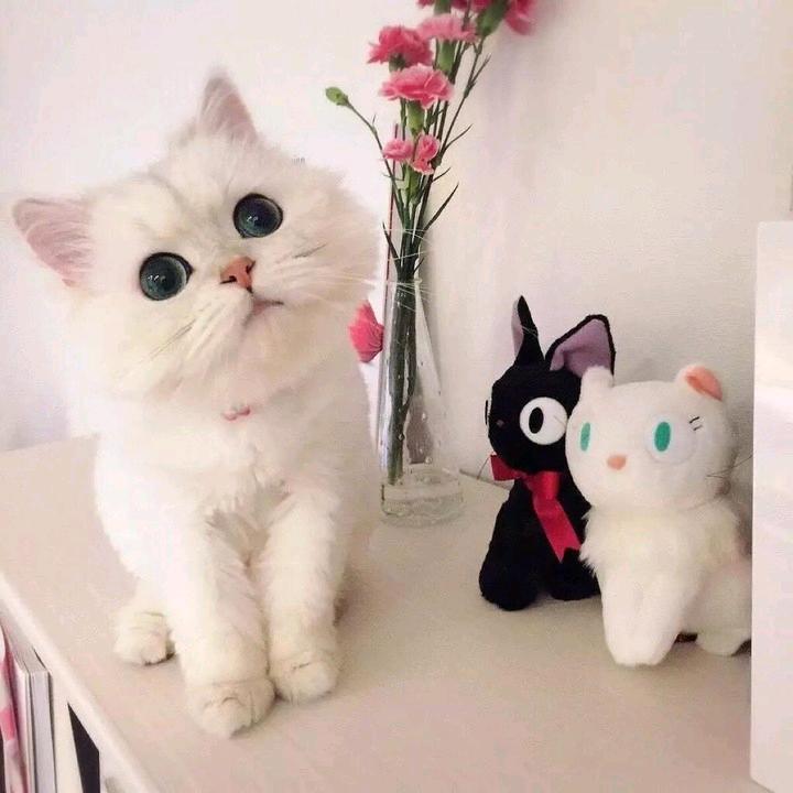 彼岸花
