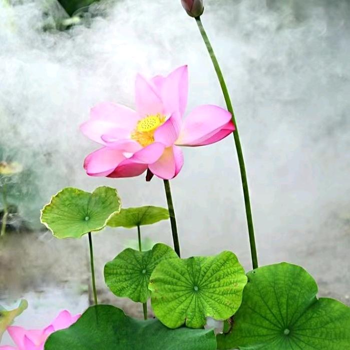 艺思香烤冷面水果泡菜臭豆腐