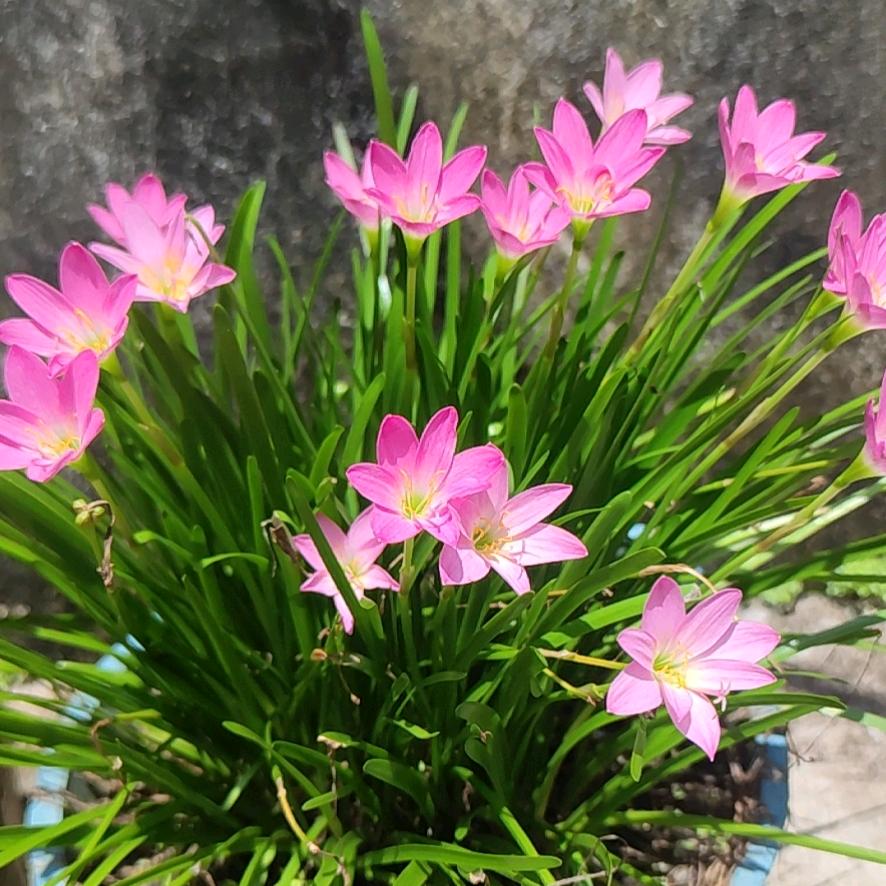 在布隆迪拉香蕉的日子