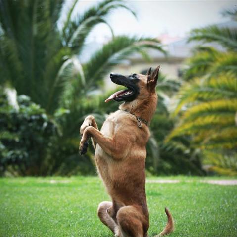山西庚悦训犬基地