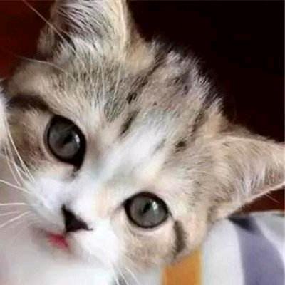 奶猫逆战未来