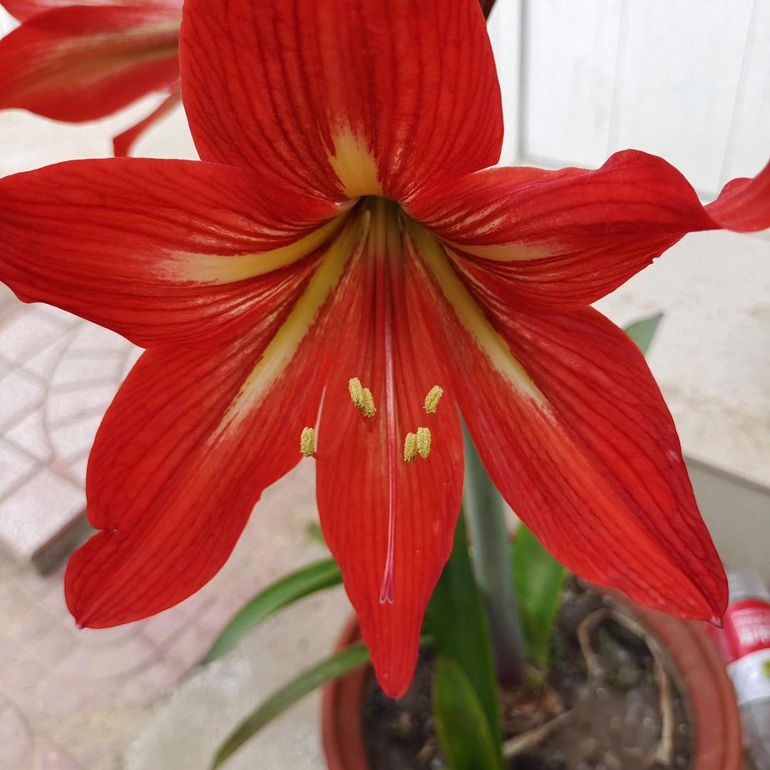 (花好月圆)