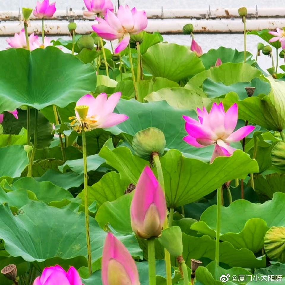岁月淙淙