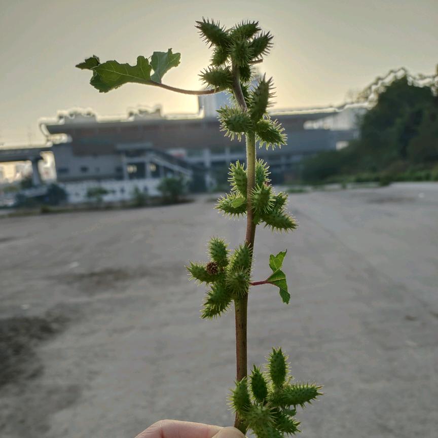 （梅梅）