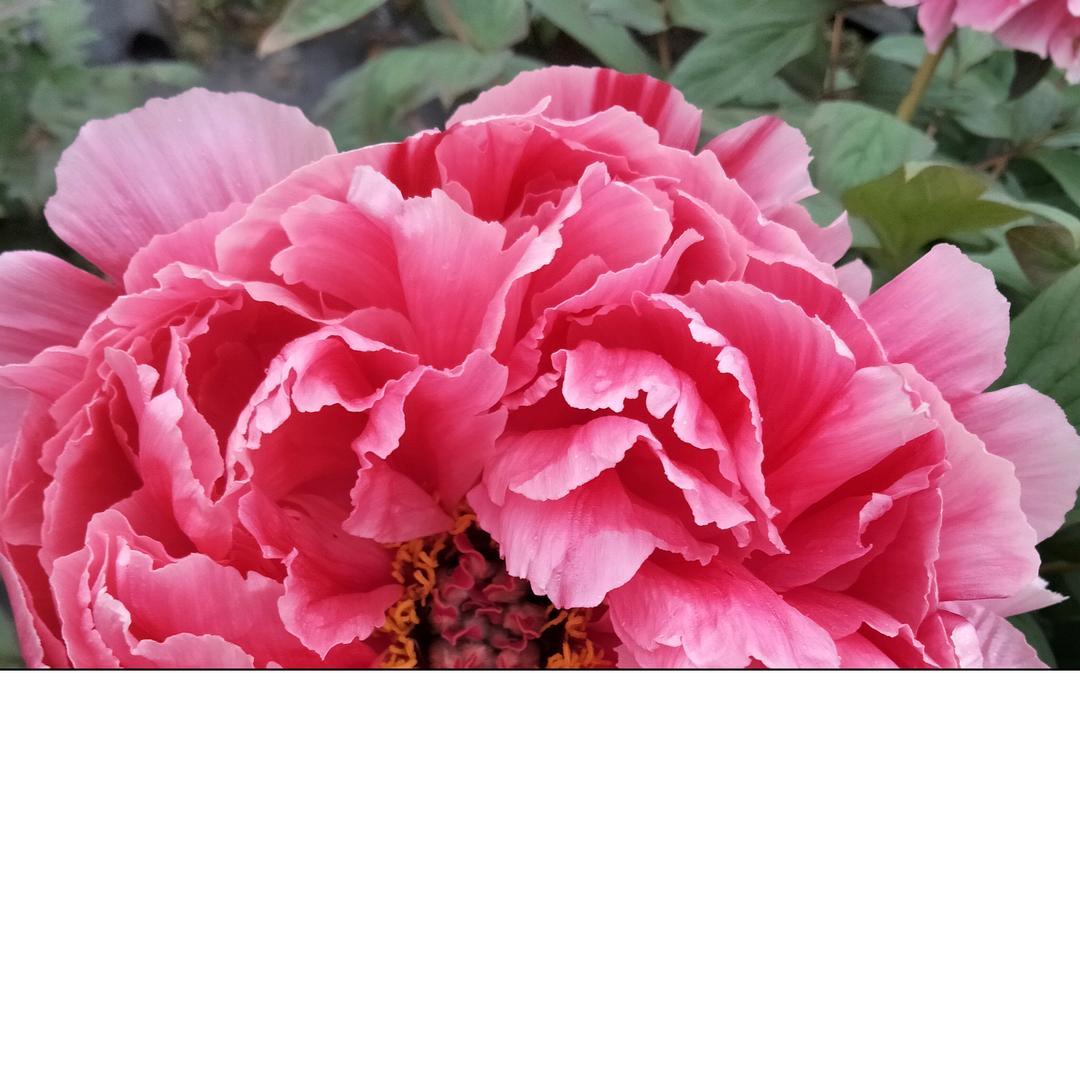 秋水一色.（八姐）