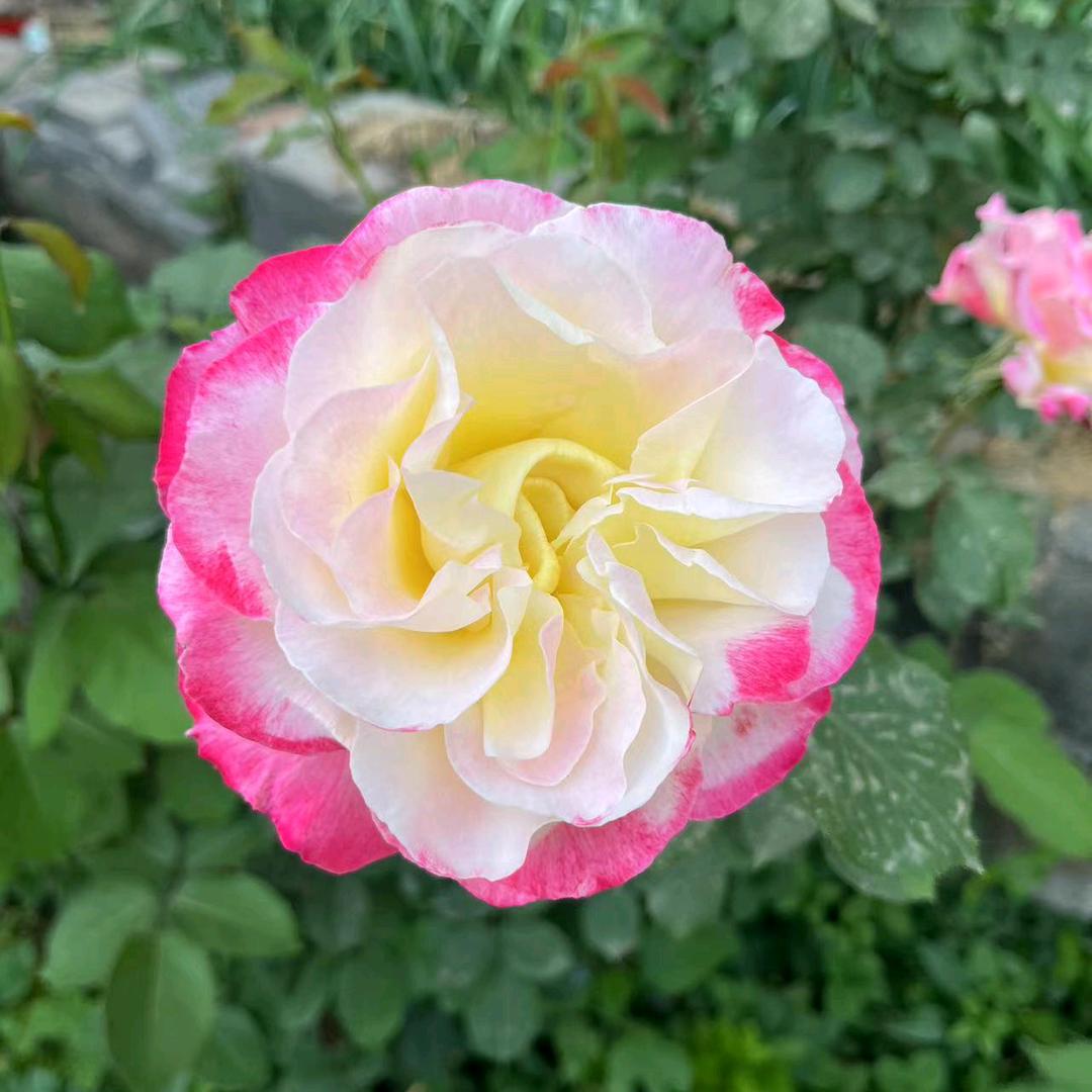 幸福🌺