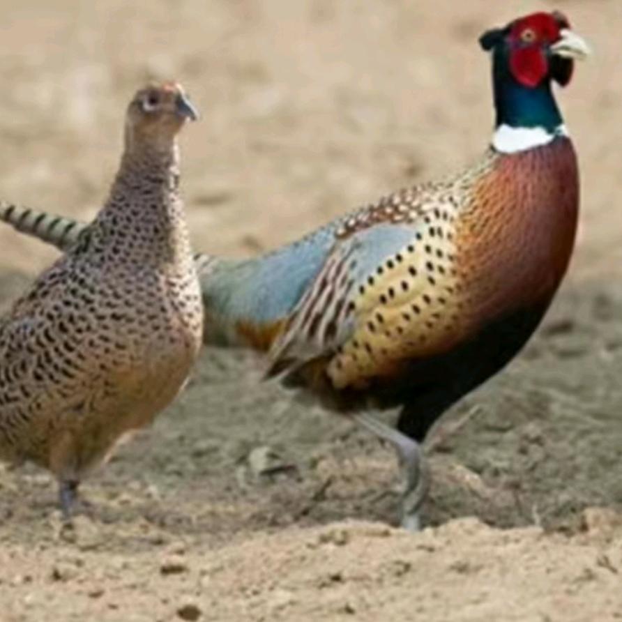 太康县顺牧养殖场