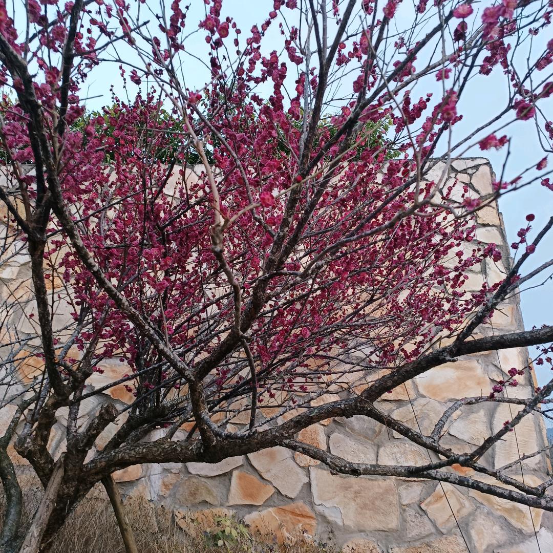 春暖开花🌷🌺