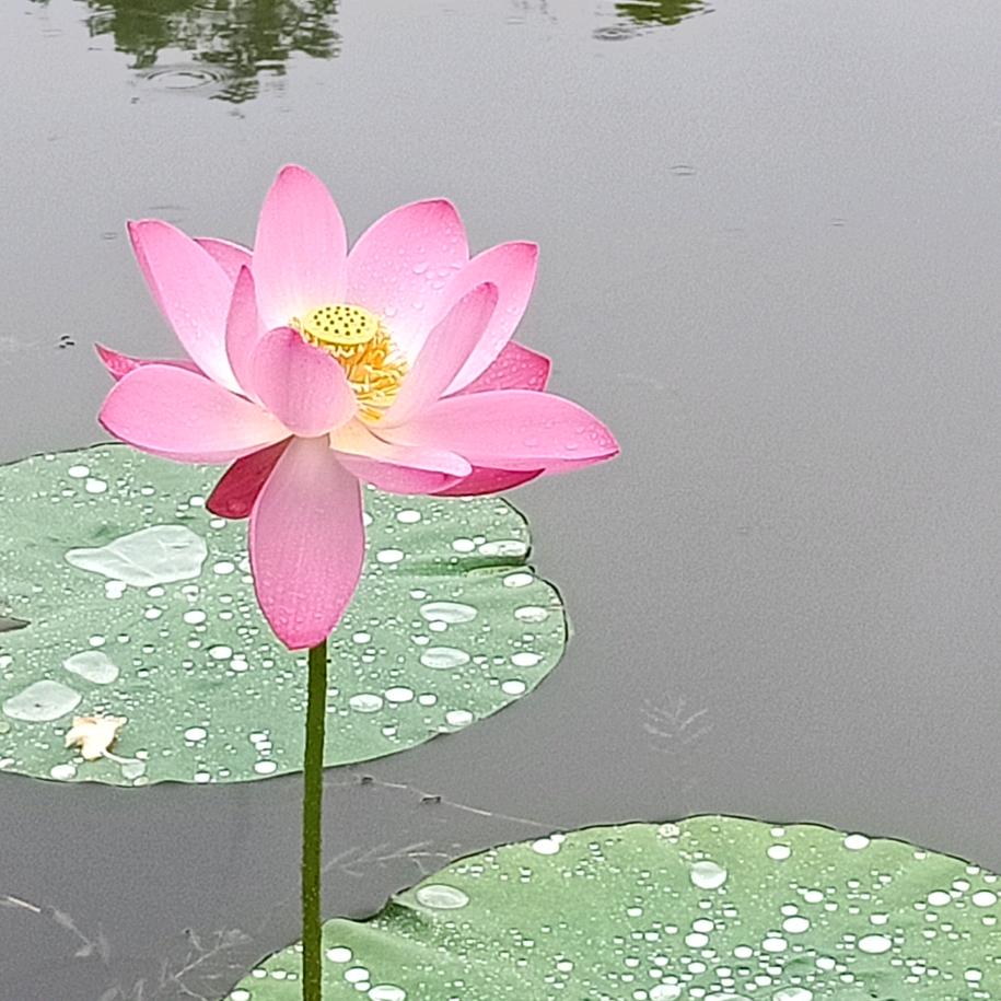 王weiqing