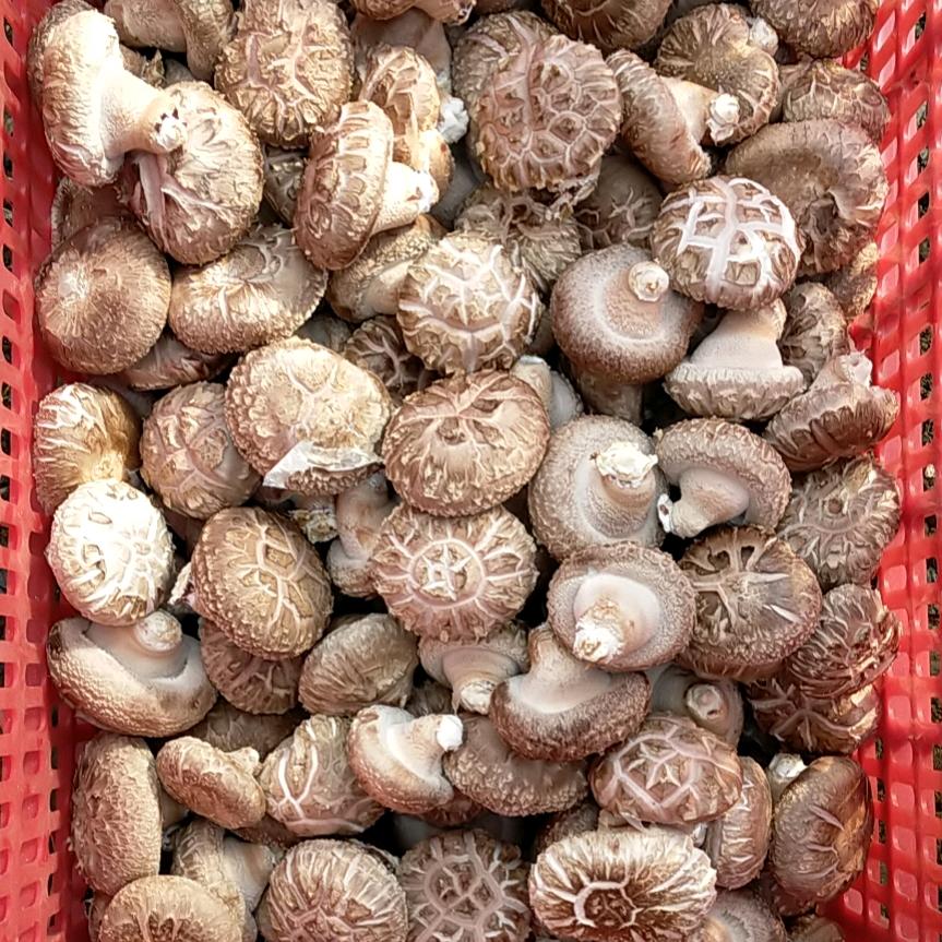 兴北食用菌