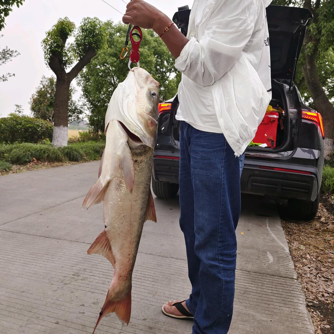 专钓白条🐟🐠