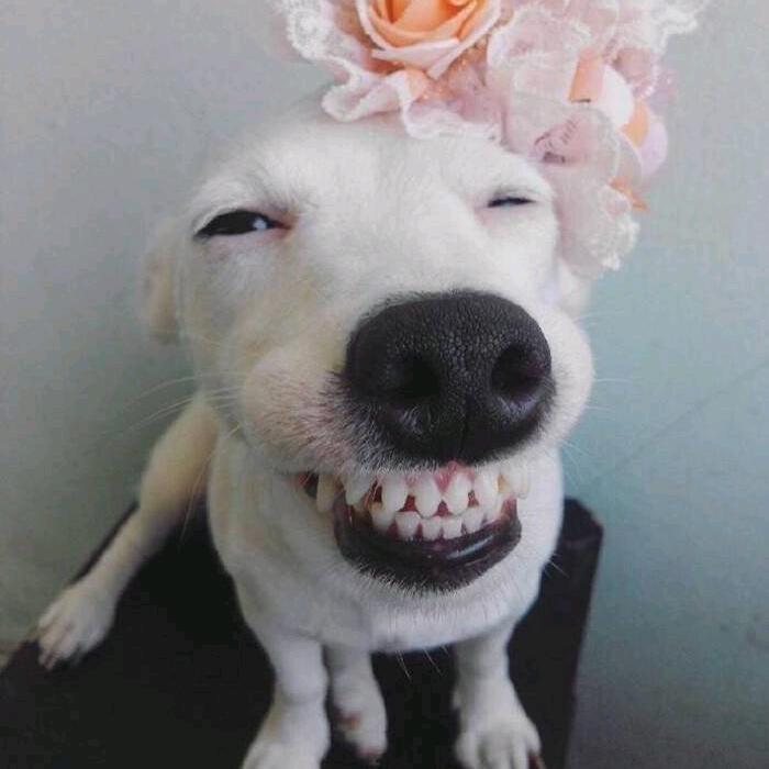 荣耀大天使小影儿