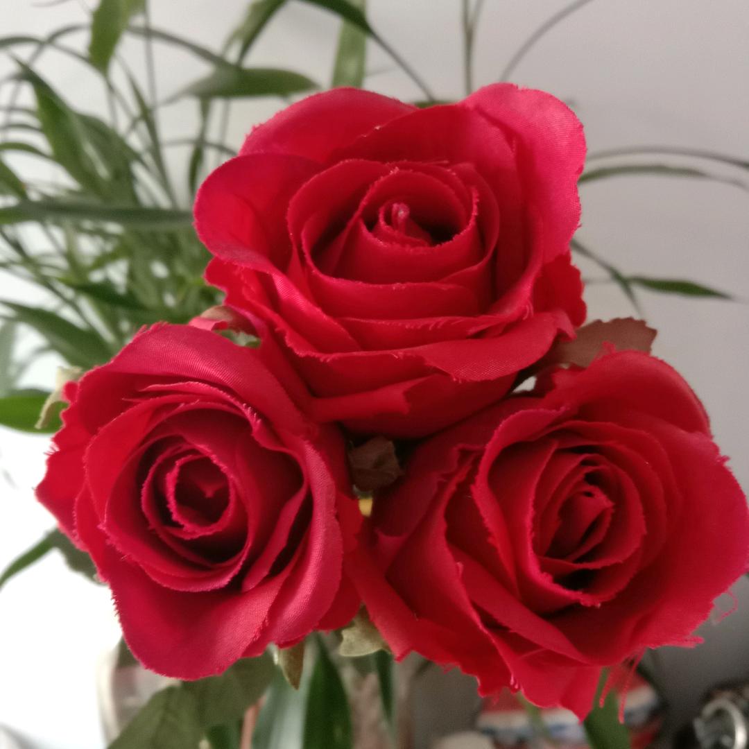 🌹红玫瑰🌹