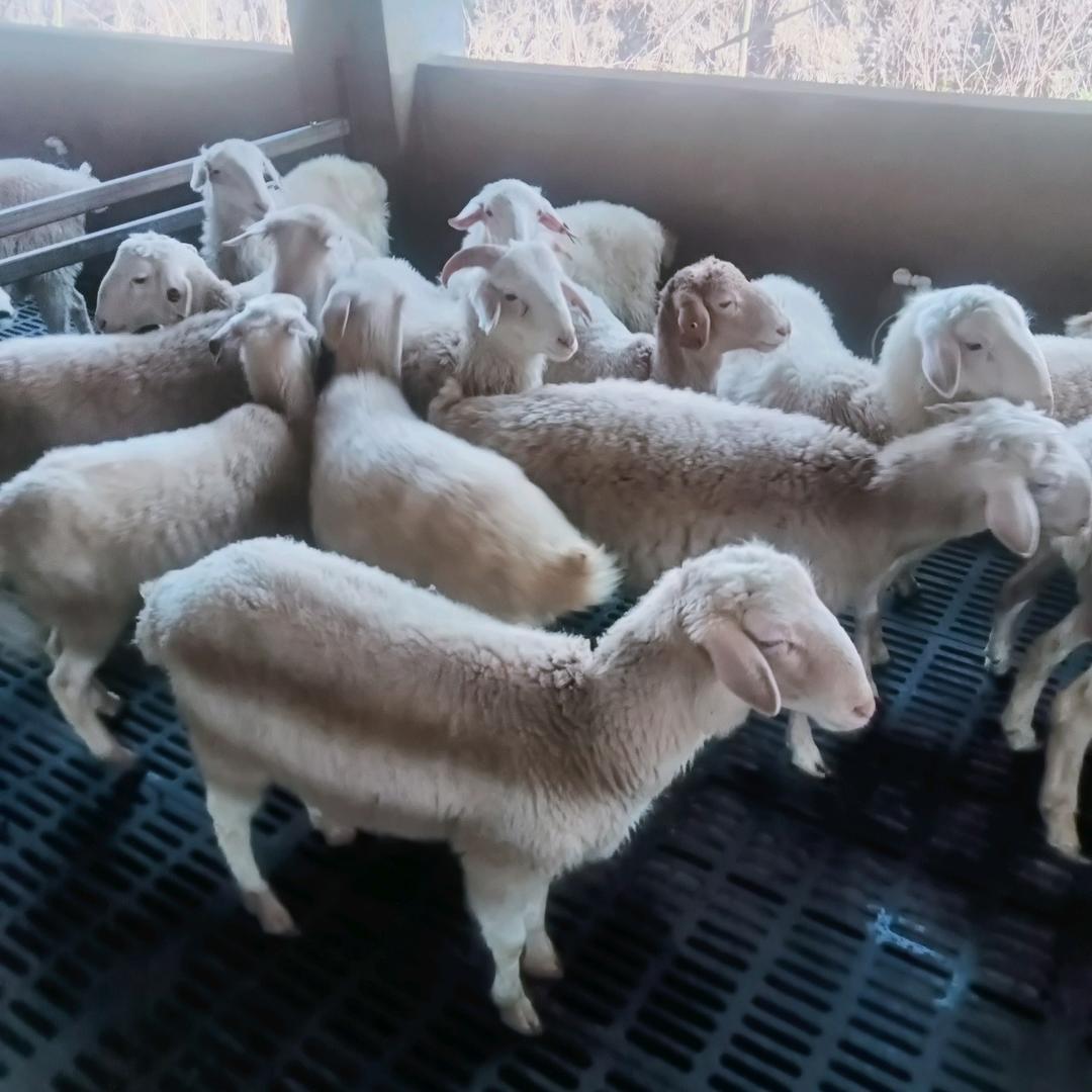 鲍哥羊肉馆
