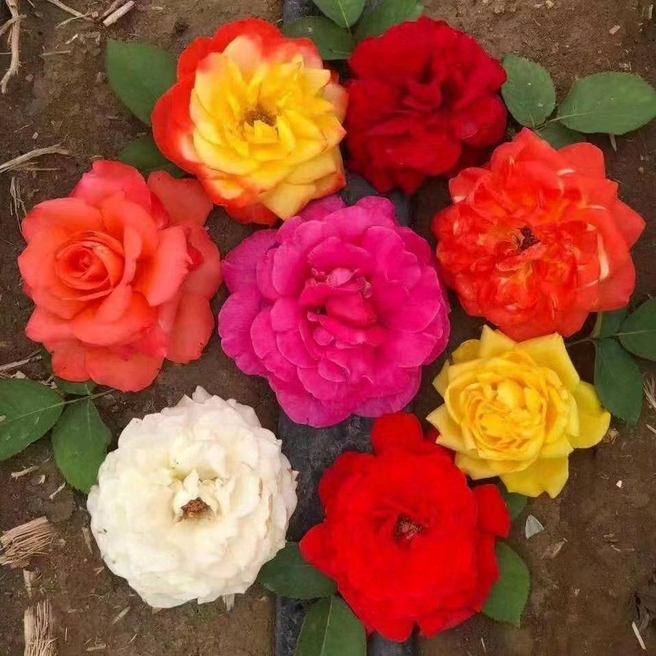 山东青州孙伟月季园