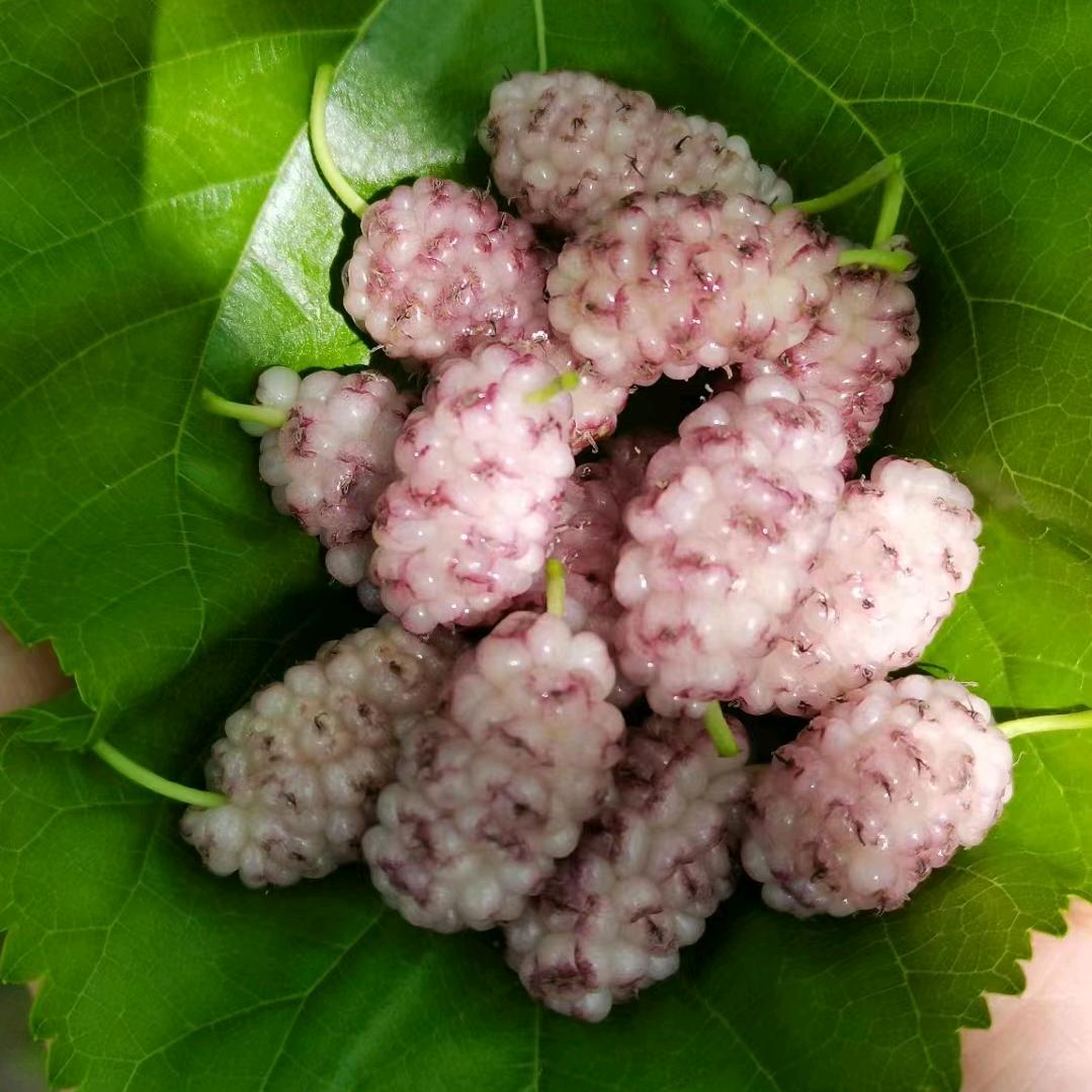 大头菜·