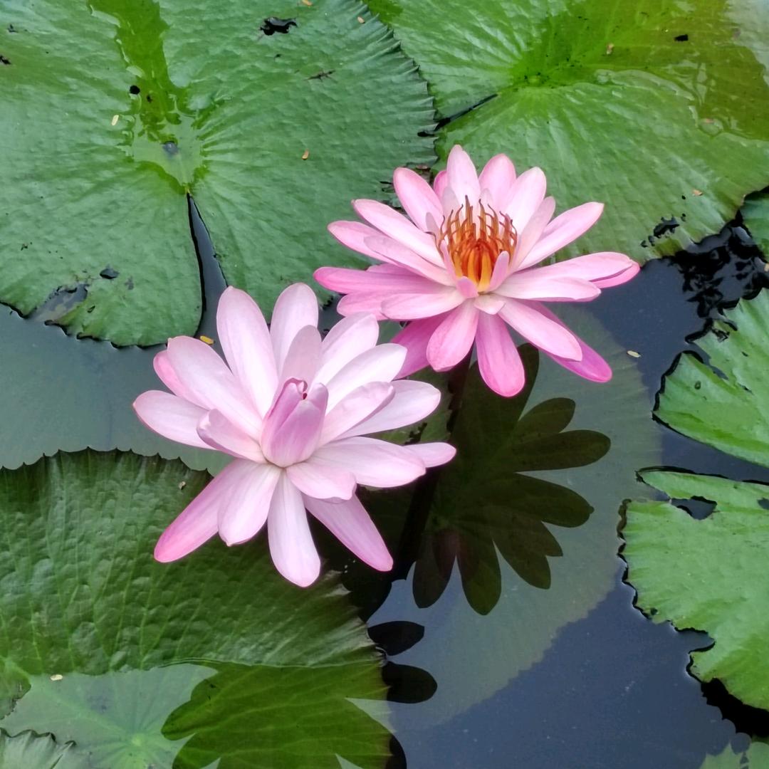 清悟（不语）