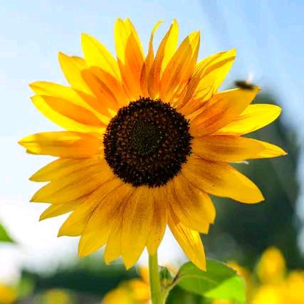 ღ᭄ꦿ静待꧔ꦿ້໌ᮨ࿐