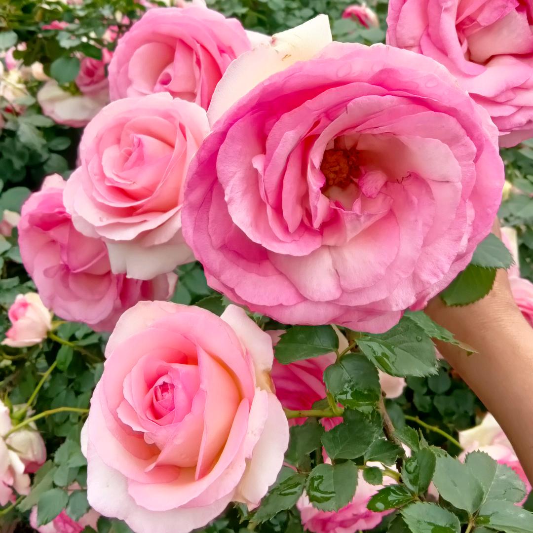 💐🌼往事清零🌻🌺