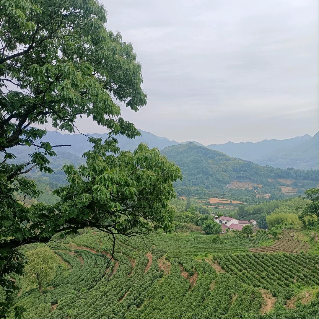 《茶行》