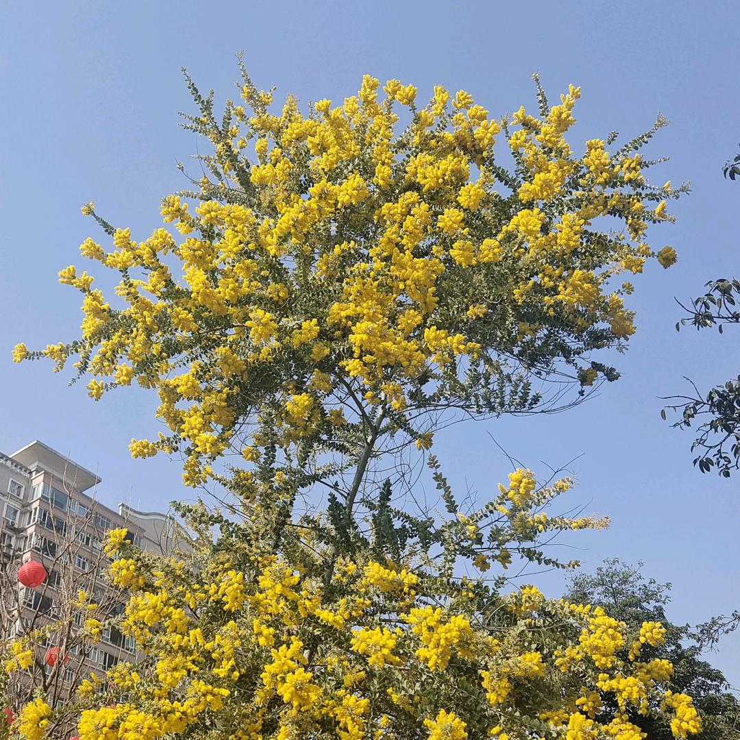 北极光圈