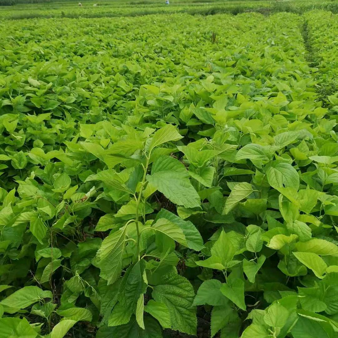 广西顺鑫桑苗批发