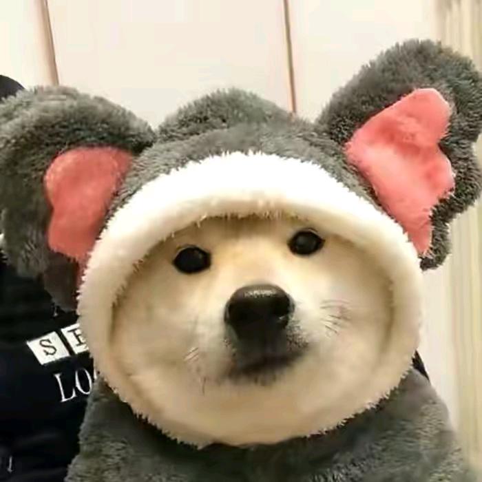 是小龙呀