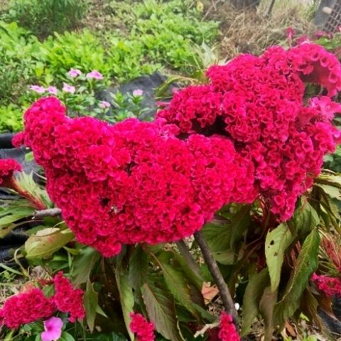 打开心扉让阳光入住