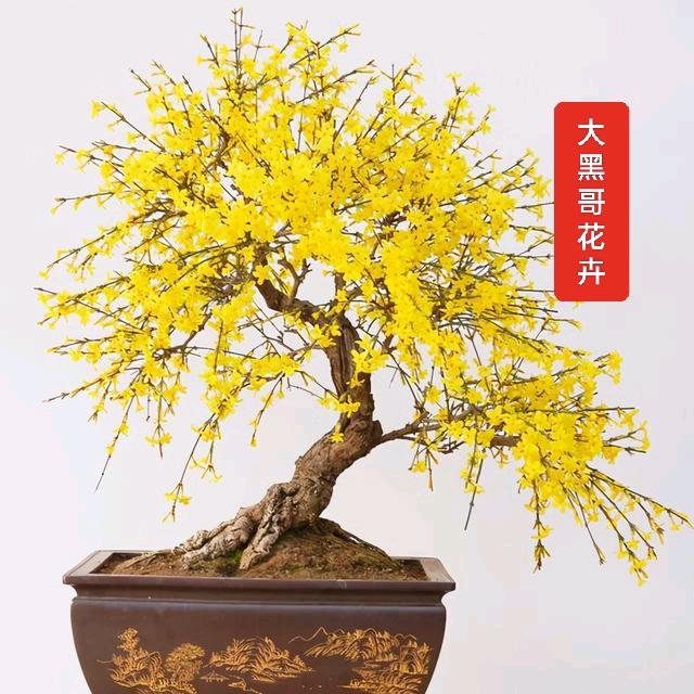 高密大黑哥迎春
