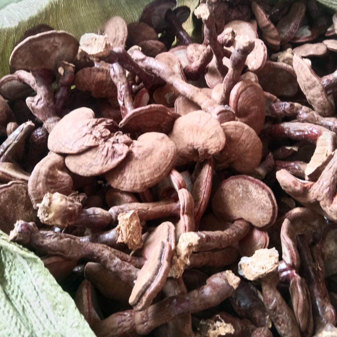 灵芝，茯苓菌种
