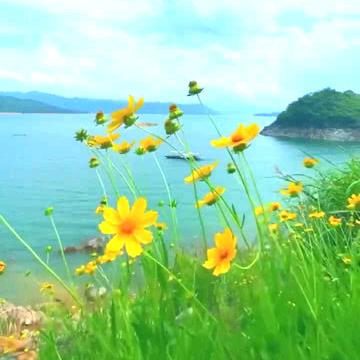 海鸥，我愿是一只翱翔的海鸥，自由自在。