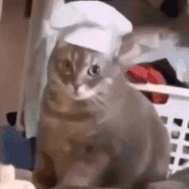 如果你是龙，也好