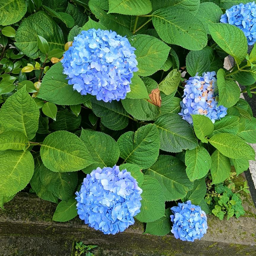 是小高