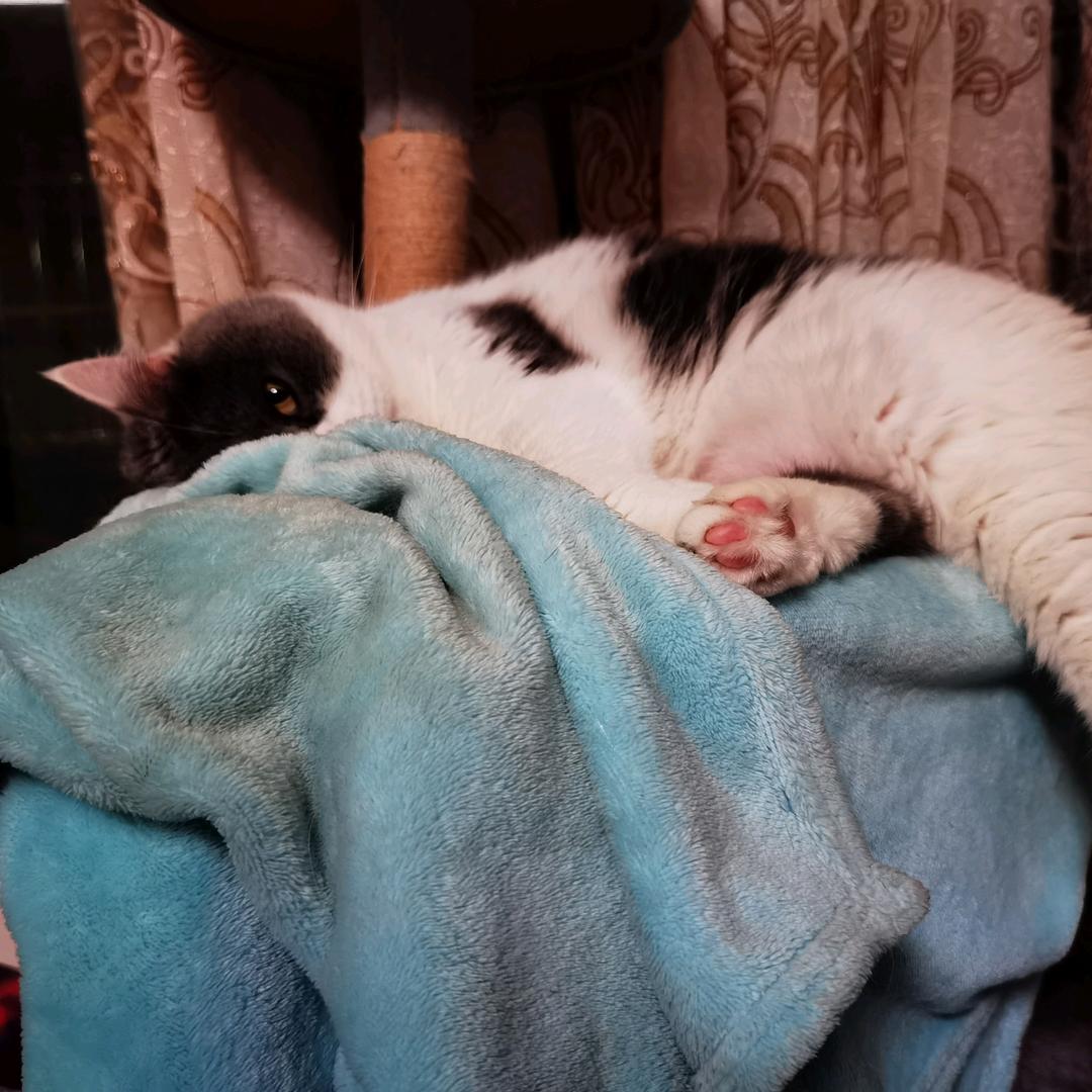 拉风的猫meme