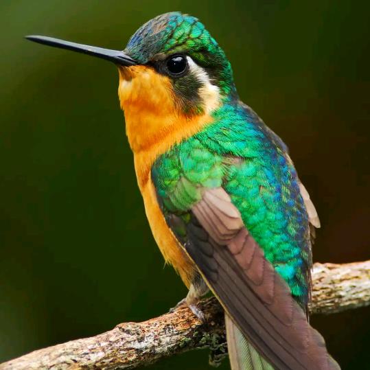 金凤凰徒弟小张帝