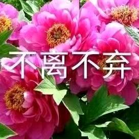 永远只爱你