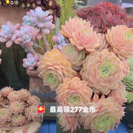 醉爱多肉