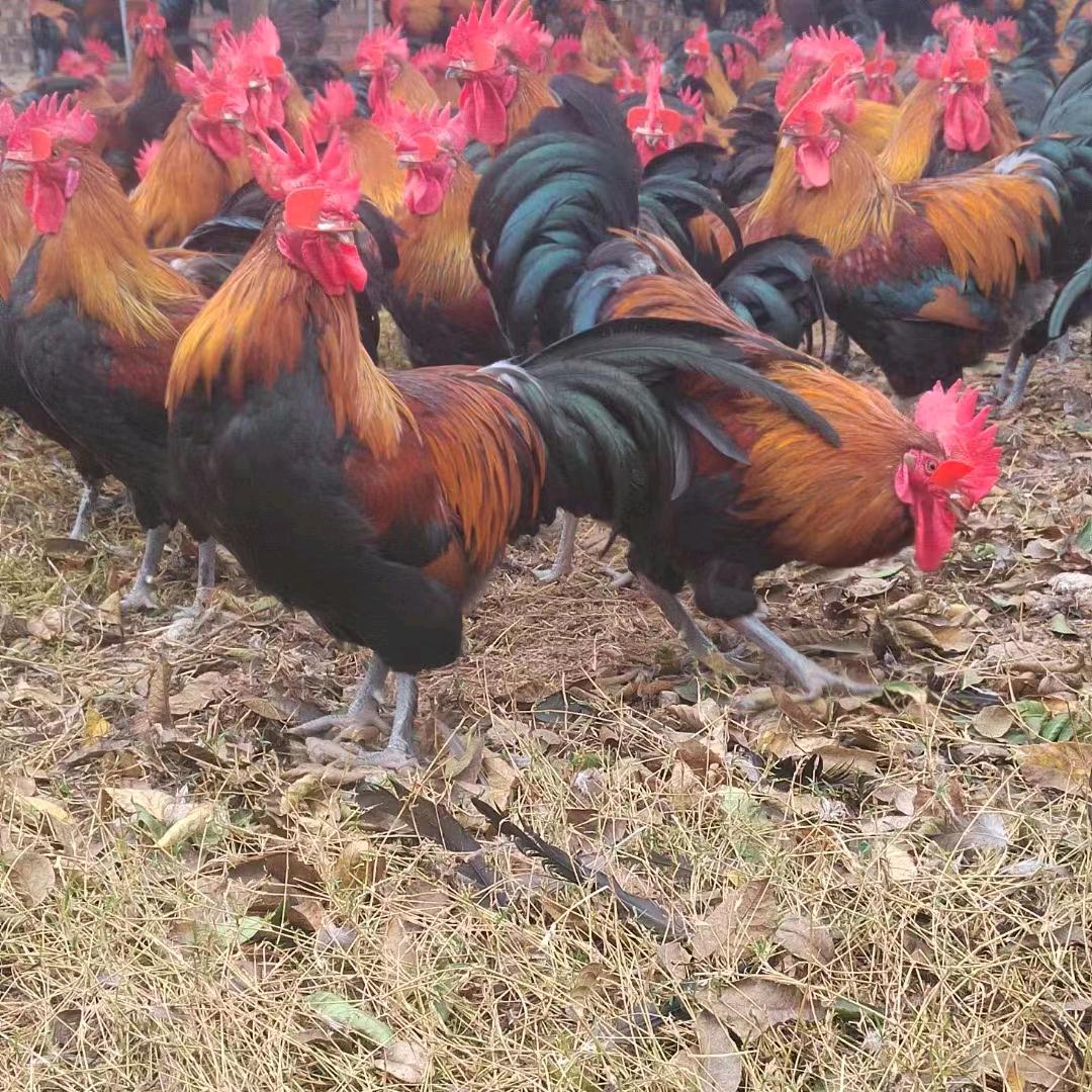 崇州嘉玉土鸡