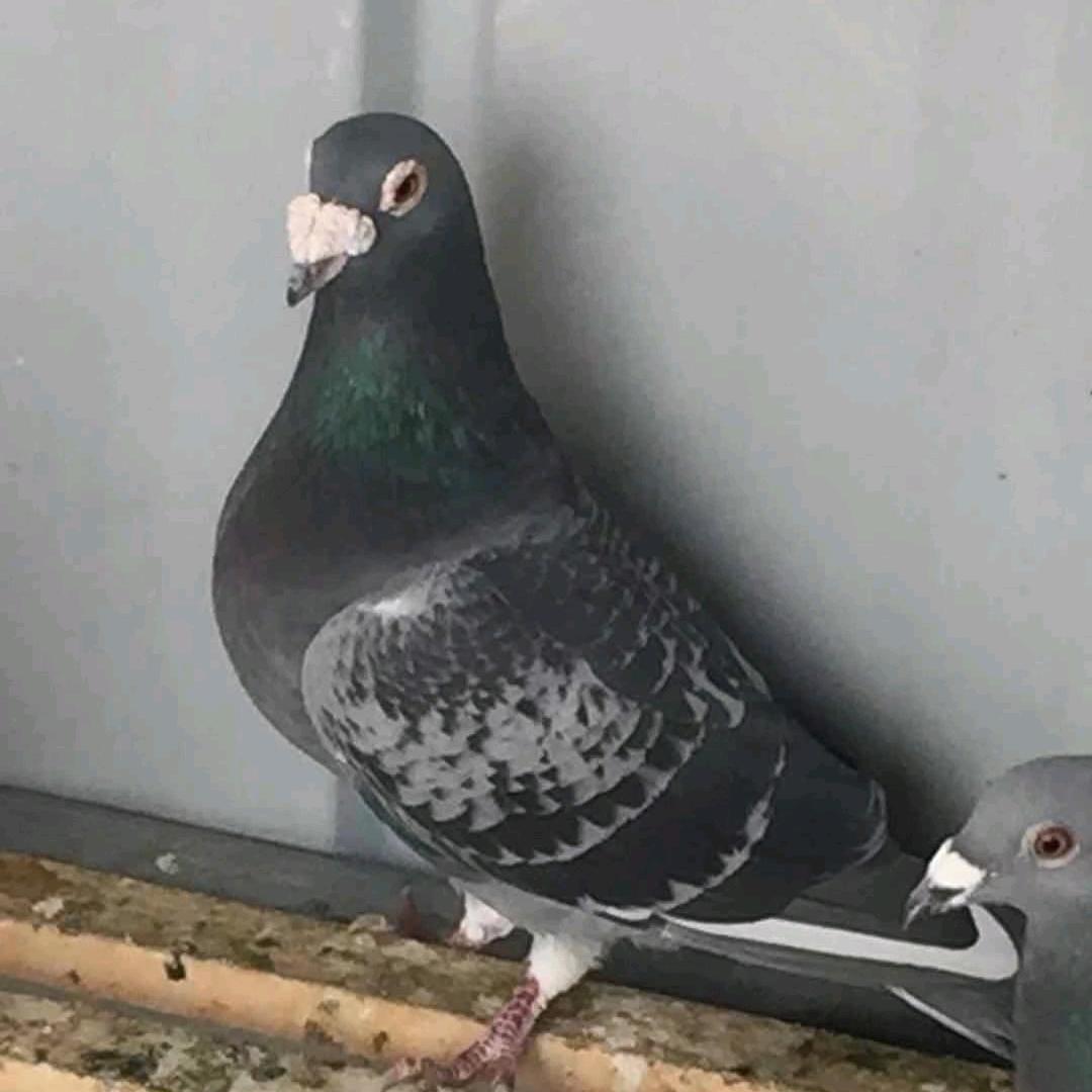 波弟老牌信鸽站