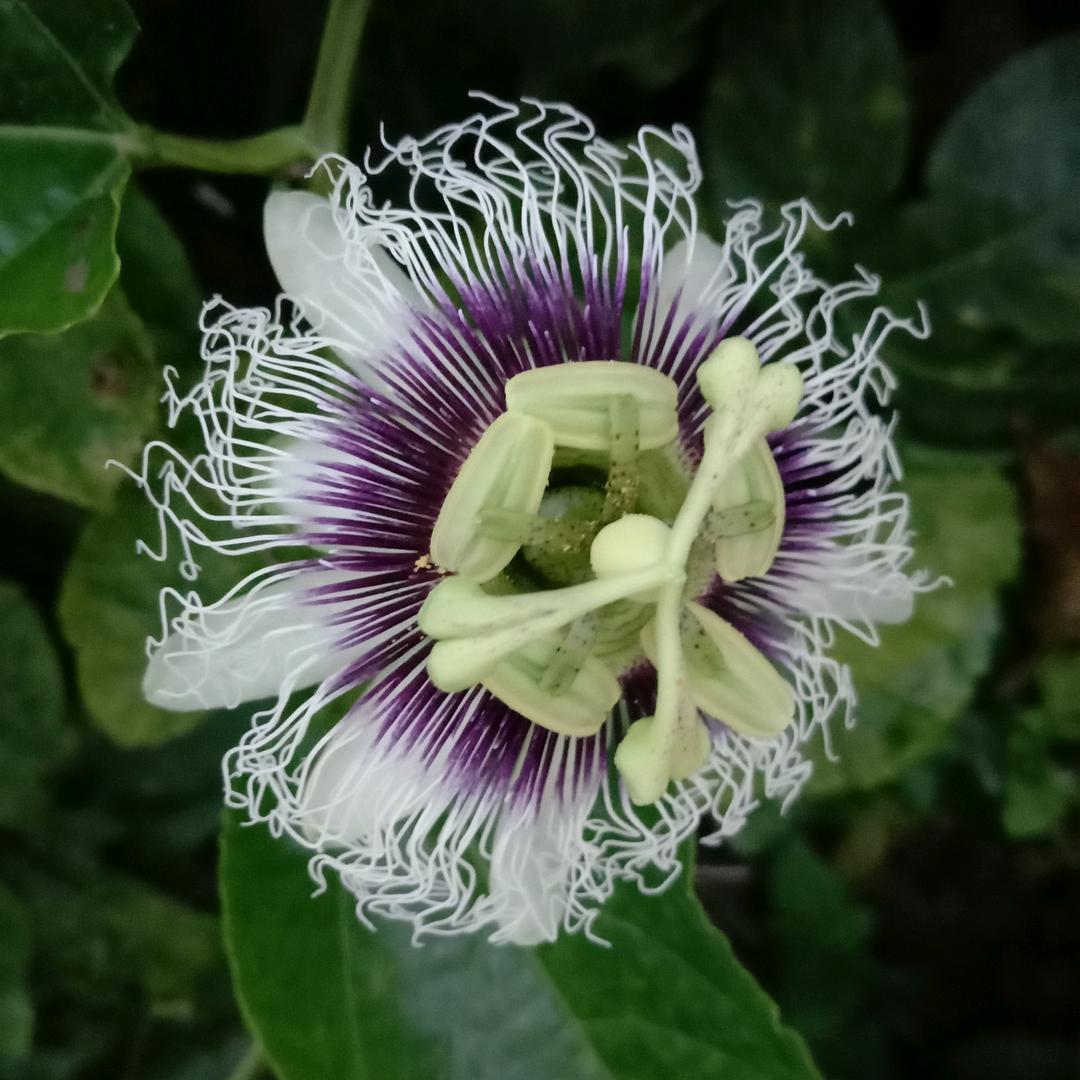 @🌹茂名女孩💛（珍珍）