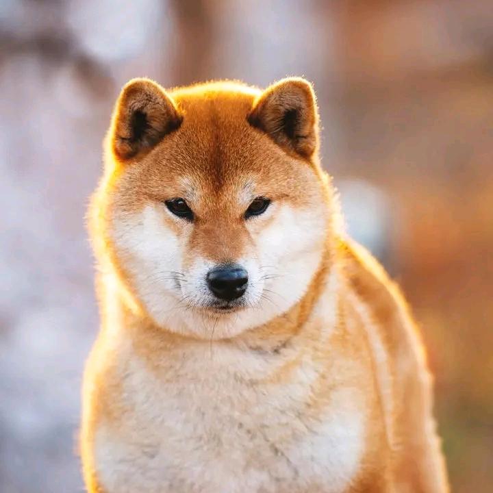 旺角卡门
