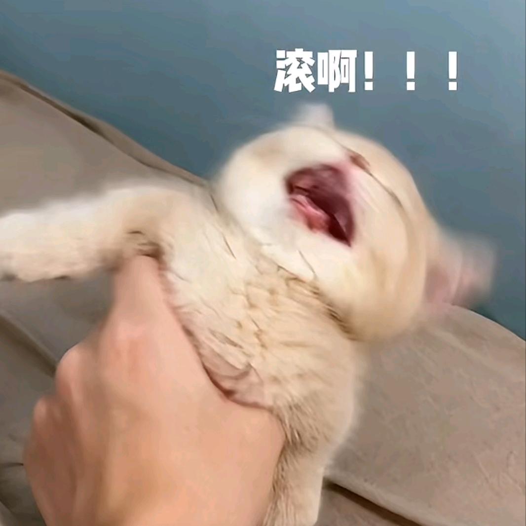 喵喵咪呀！（银杏）